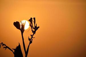 bloem bij zonsondergang foto