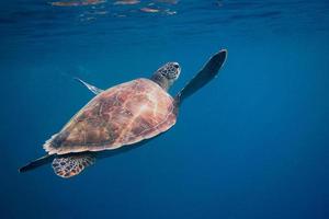 zeeschildpad die het oppervlak nadert foto