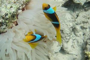 twee anemoonvissen in anemoon foto