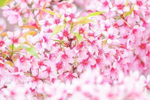 kersenbloesem in het voorjaar met zachte focus, ongericht wazig lente kersenbloei, bokeh bloem achtergrond, pastel en zachte bloem achtergrond. foto