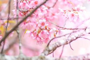 lentetijd met prachtige kersenbloesems, roze sakura-bloemen. foto