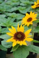 helianthus annuus, kleine zonnebloemen in pot. kleine bloemgrootte foto