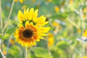 zachte, selectieve focus van zonnebloem helianthus, wazige bloem voor achtergrond, kleurrijke planten foto