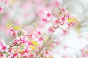 kersenbloesem in het voorjaar met zachte focus, ongericht wazig lente kersenbloei, bokeh bloem achtergrond, pastel en zachte bloem achtergrond. foto