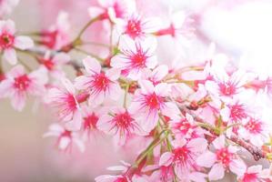 kersenbloesem in het voorjaar met zachte focus, ongericht wazig lente kersenbloei, bokeh bloem achtergrond, pastel en zachte bloem achtergrond. foto