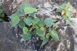 kleine bodhibomen groeien op donkere rots, thailand. foto