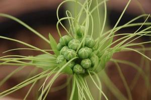 stelletje polynesische arrowroot's jonge bloemen. foto