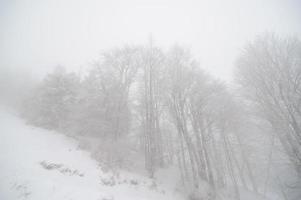 winterbos bedekt met sneeuw. mistig weer. slecht zicht. foto