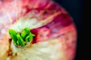 nieuwe knopbladeren van rode ui op zwarte achtergrond foto