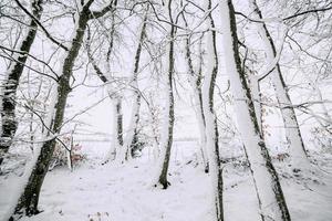 winter bomen in de sneeuw groothoek foto