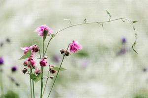 dubbele bloem van een roze akelei foto