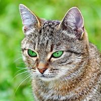 gestreepte kat met groene ogen foto
