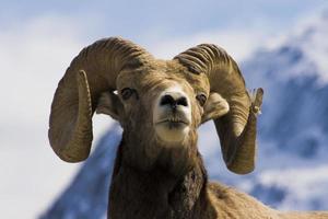 grote gehoornde schapen headshot foto