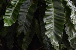 groene tropische palmbladeren, donkergroene achtergrond. foto