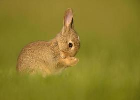 biddende jonge Europese konijn (oryctolagus cuniculus) foto