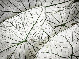 blad plant achtergrond. caladium tweekleurige plant foto