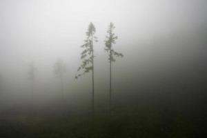 bomen in mist