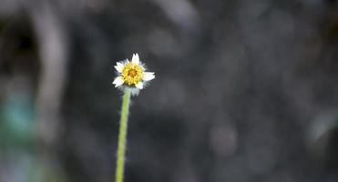 witte margriet bloem. foto