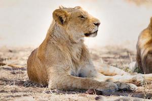 leeuwen trots rust in Afrika foto