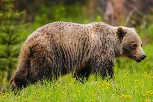 grizzlybeer (ursus arctos horribilis)