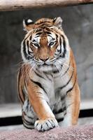 Siberische tijger (panthera tigris altaica) nadert