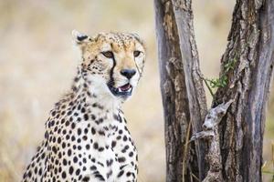 cheetah op zoek naar prooi in serengeti