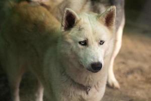 Siberische husky hond foto
