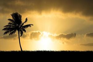 kokospalm silhouet met prachtig natuurlijk licht. voor gebruik als achtergrond. uitzicht op de natuur en zonsondergang concept foto