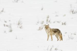 coyote winterscape foto