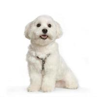 Maltese hond foto