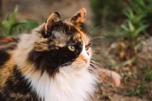 pluizige huiskat kijkt in de verte. schattig dier gezicht close-up. foto