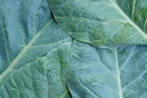 Chinese boerenkool wordt verbouwd als moestuin. het is een populaire bladgroente. zowel kleine als grote boerenkool, afhankelijk van de afstand of frequentie van planten met een hoog bètacaroteen foto