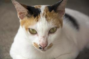 bruin witte kat slapen op cementvloer foto