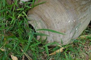 oude potten werden achtergelaten in het bos. foto