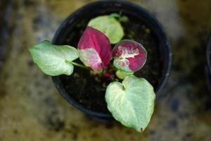 caladium bladeren in pot geweldige plant om de tuin te versieren foto