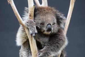 slapende koala foto