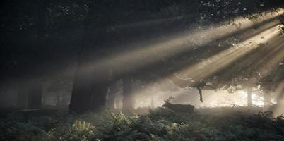 edelhert hert verlicht door zonnestralen door boslandschap foto