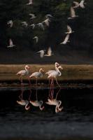 rasp flamingo met duif foto