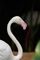 grotere flamingo (phoenicopterus roseus) foto