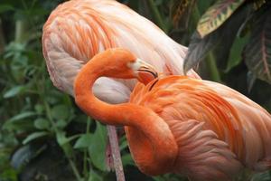 twee Caribische flamingo's