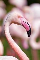 flamingo portret foto