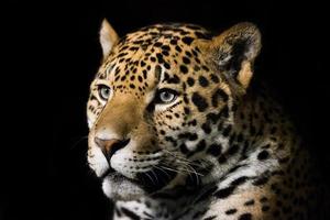 jaguar foto