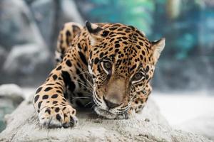 jaguar (panthera onca) foto