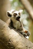 ringstaartmaki (lemur catta)