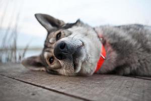 West-Siberische eskimo hond husky close-up foto