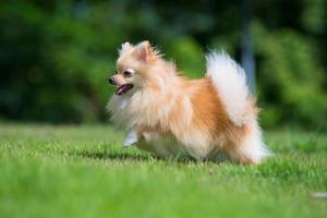 kleine oranje pomeranian hond die op het gras loopt