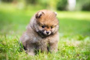 kleine Pommerse puppy