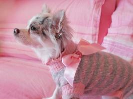 chihuahua gekleed met roze strik foto