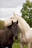 paarden zien eruit als yin en yang