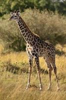 jonge giraf (giraffa camelopardalis) foto